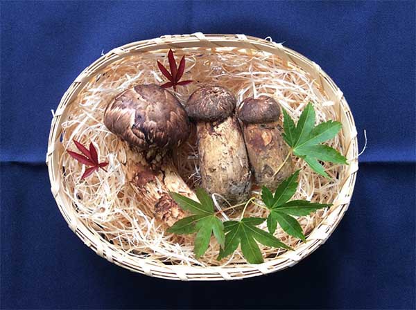 9千円の松茸