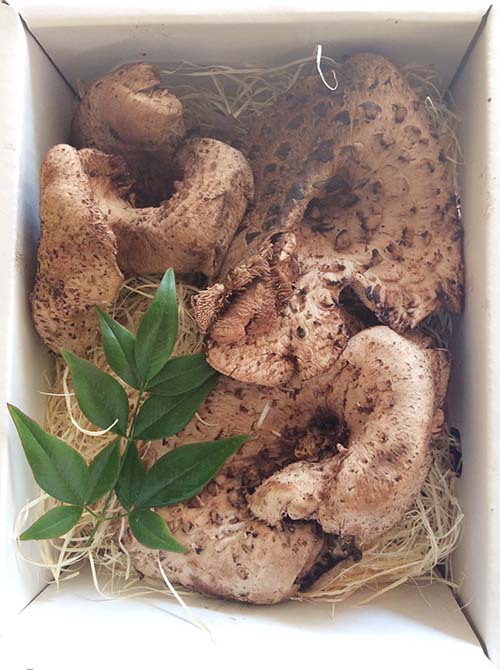 香茸200gの写真
