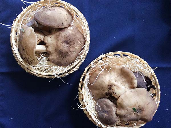 天然本しめじの写真