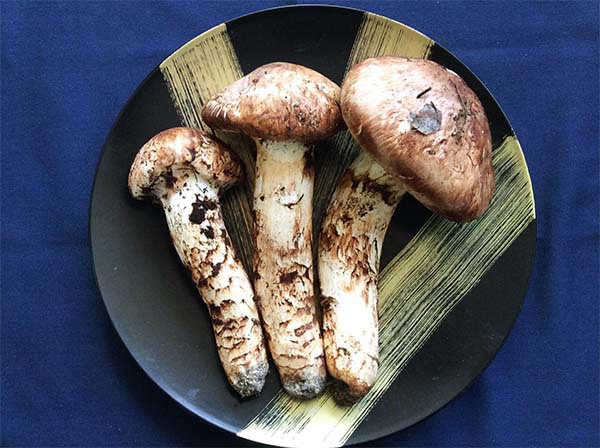 世羅産松茸華やかな香りの写真