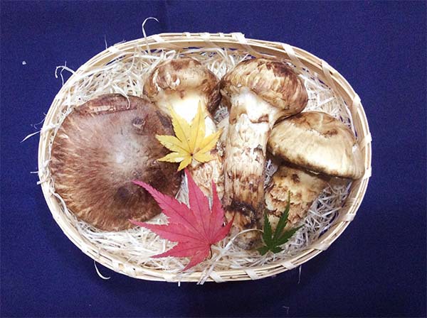 等級お任せ1万円の写真