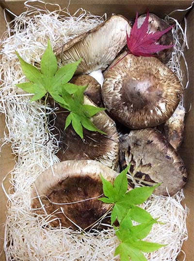 兵庫県 飲食店様 特注品 800gの写真