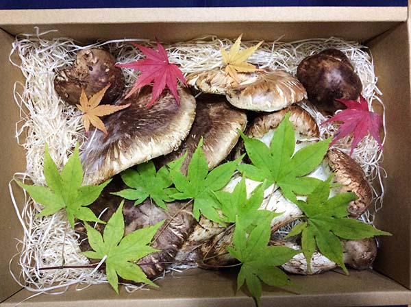 豪華客船 特注品 特撰つぼみとひらきの詰め合わせの写真