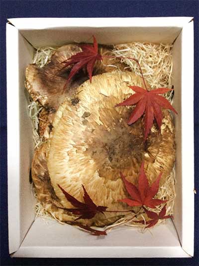 三重県 高級和牛飲食店様 焼き松茸用のご依頼 300gの写真