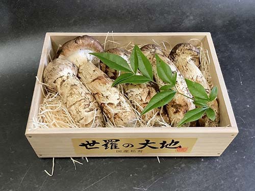 晩秋の国産松茸300g