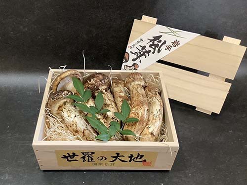 晩秋の国産松茸250g