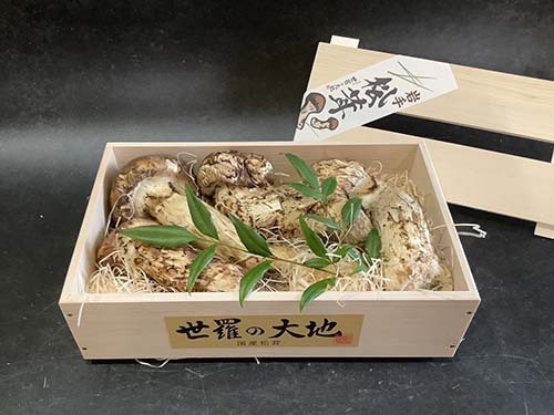 晩秋の国産松茸470g