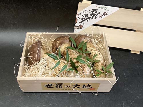 晩秋の国産松茸300g