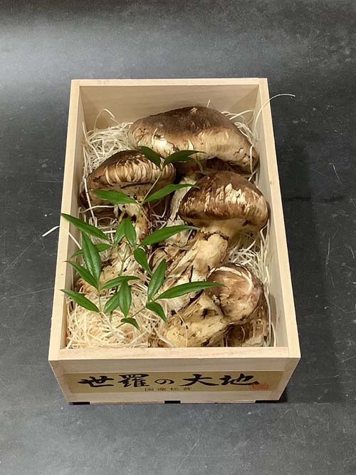 晩秋の国産松茸300g