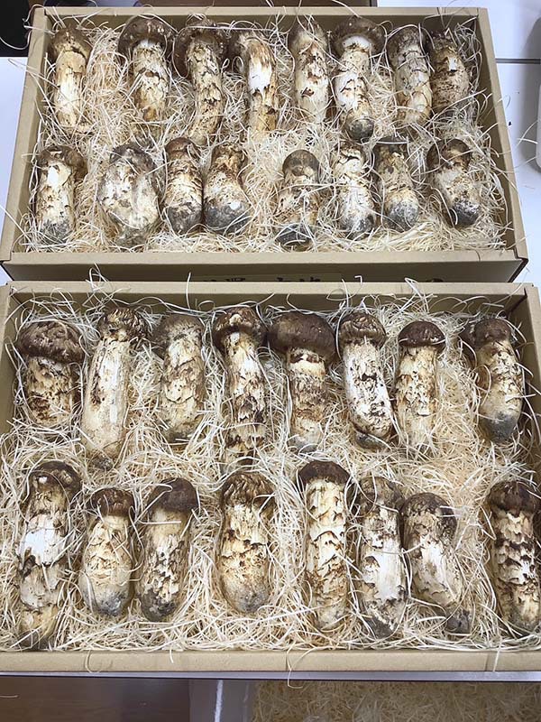 業者さまのご依頼 特選つぼみ2kg