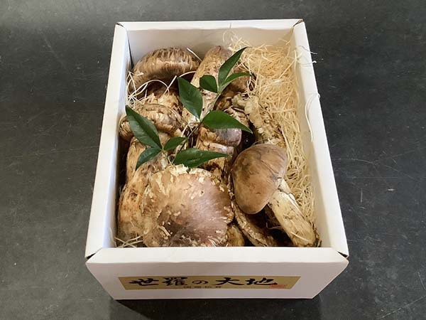 国産松茸の慶