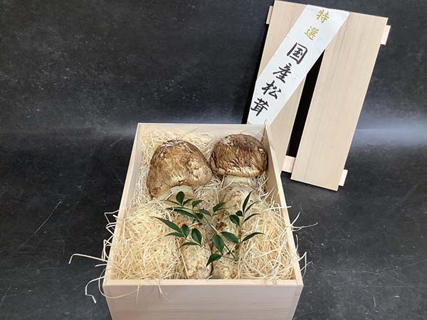 特選の大きなつぼみ