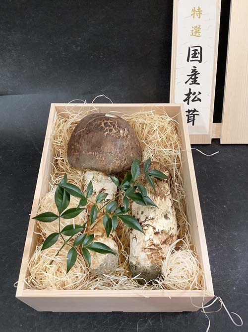 特選の特大つぼみ