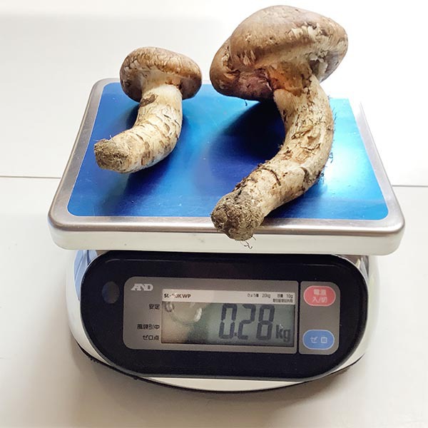 岩手県産初入荷