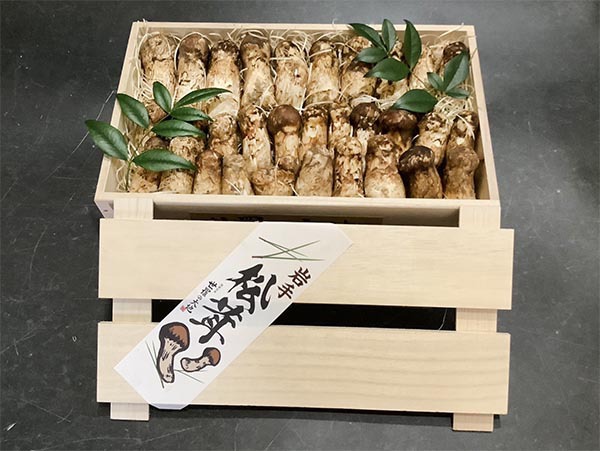 はしり　コロ～幻の松茸～