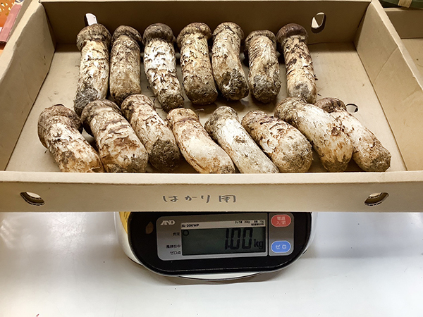 60g-90gつぼみ　15本