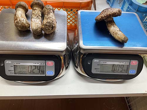 東京都　日本料理店様からのご依頼　つぼみと内向きのひらき