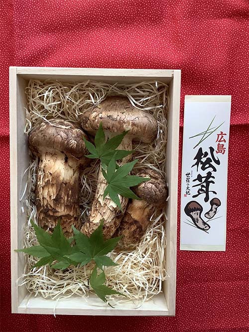 松の写真